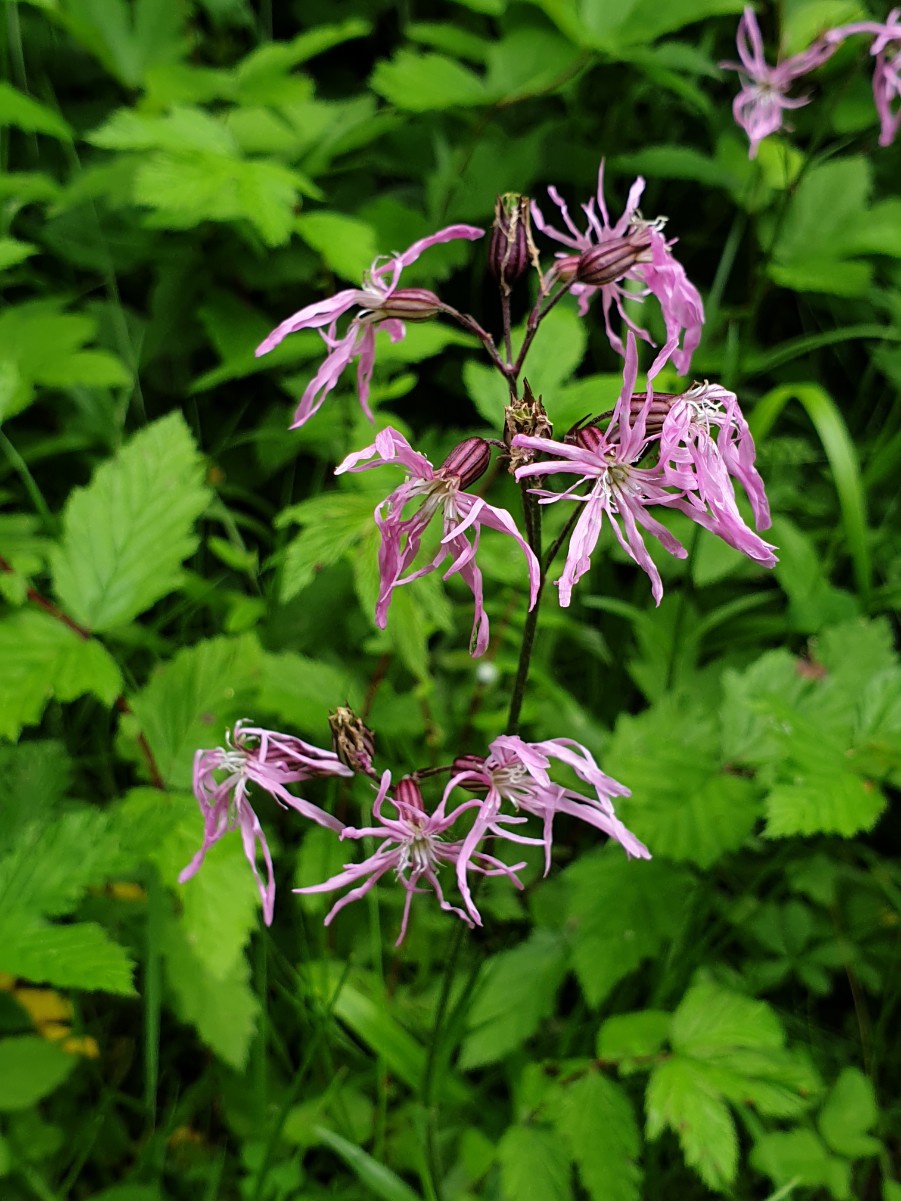 Ragged-Robin | NatureSpot
