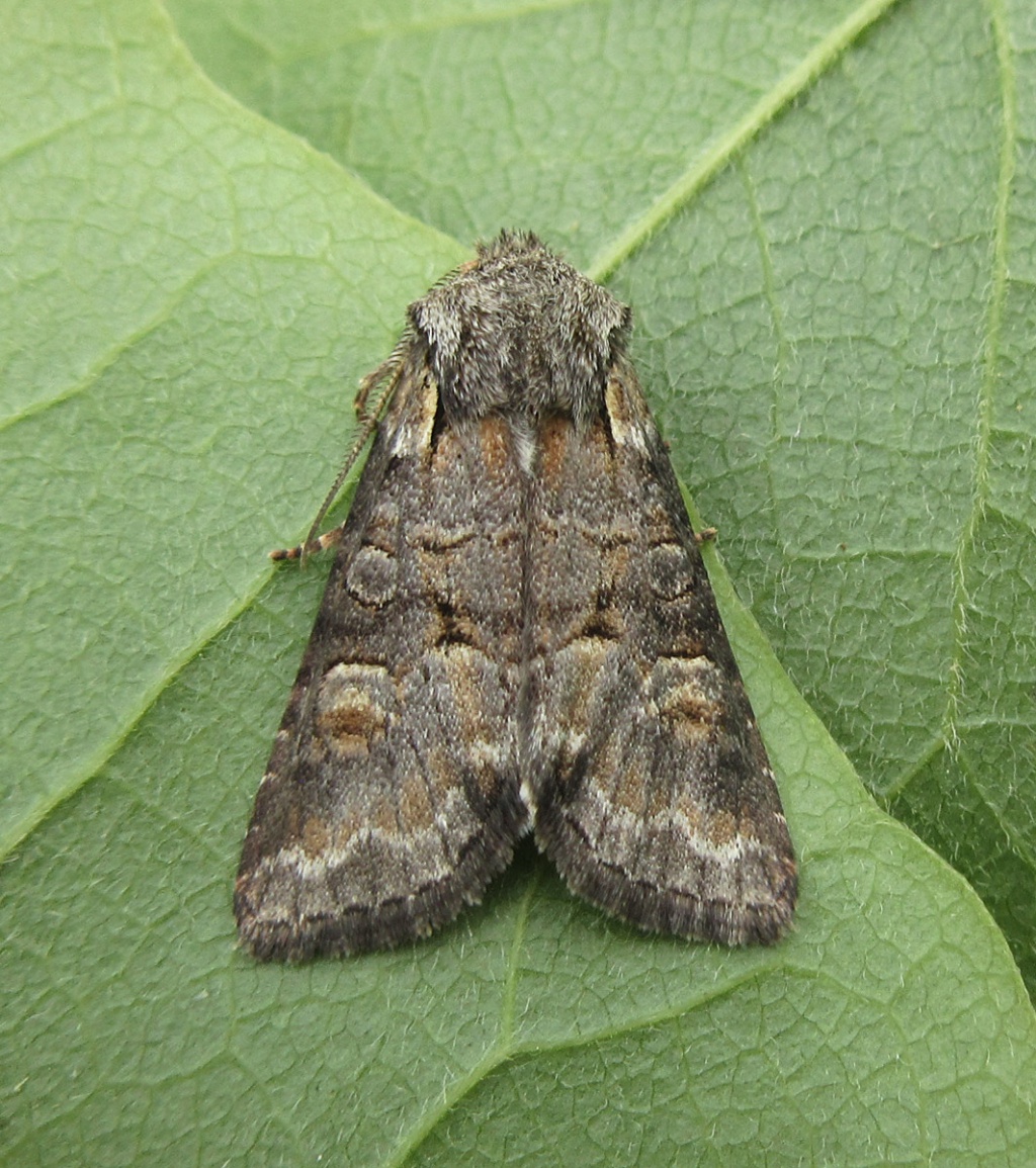 Minor Shoulder-knot | NatureSpot