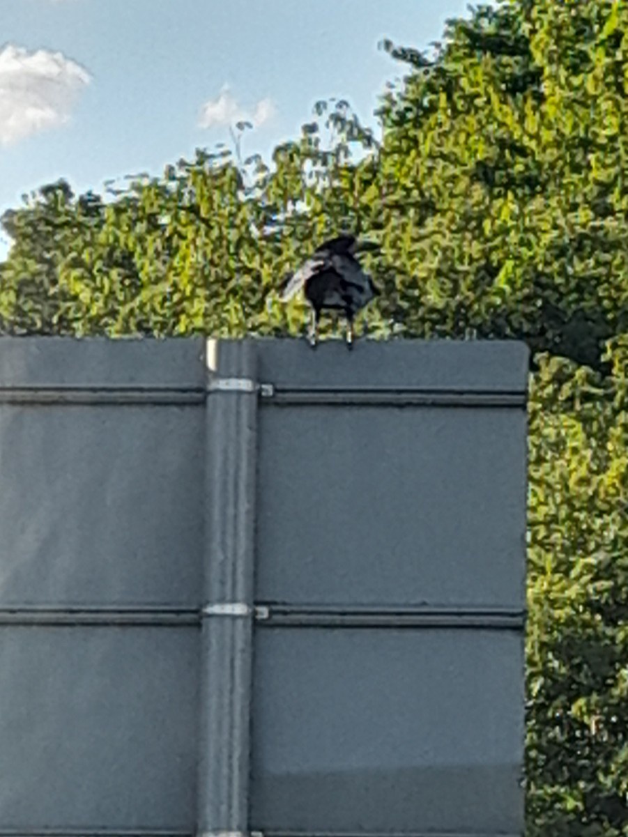 Rook - Sentinel Of The Farmlands