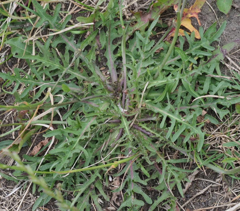 Autumn Hawkbit | NatureSpot