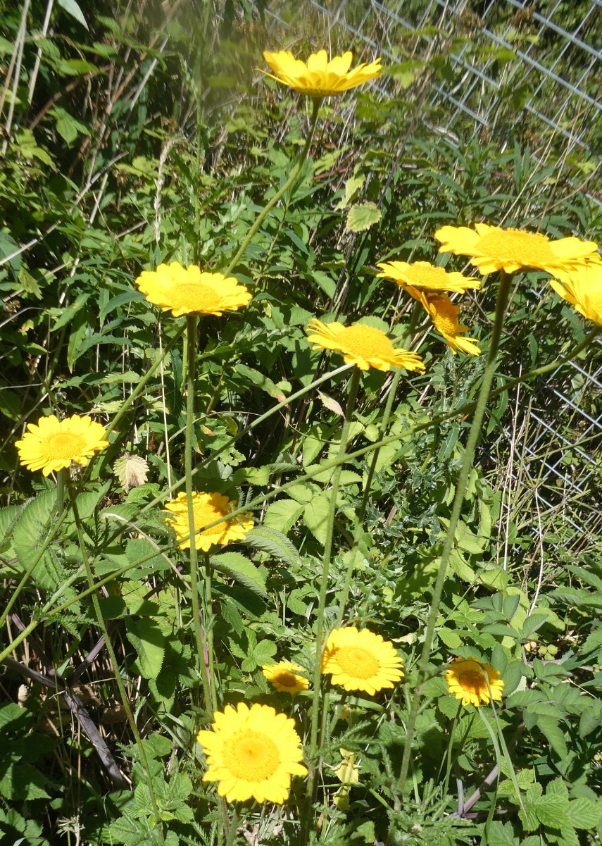 Yellow Chamomile NatureSpot
