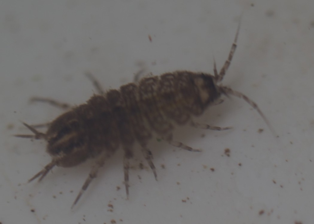 Two-spotted Water Hog-louse