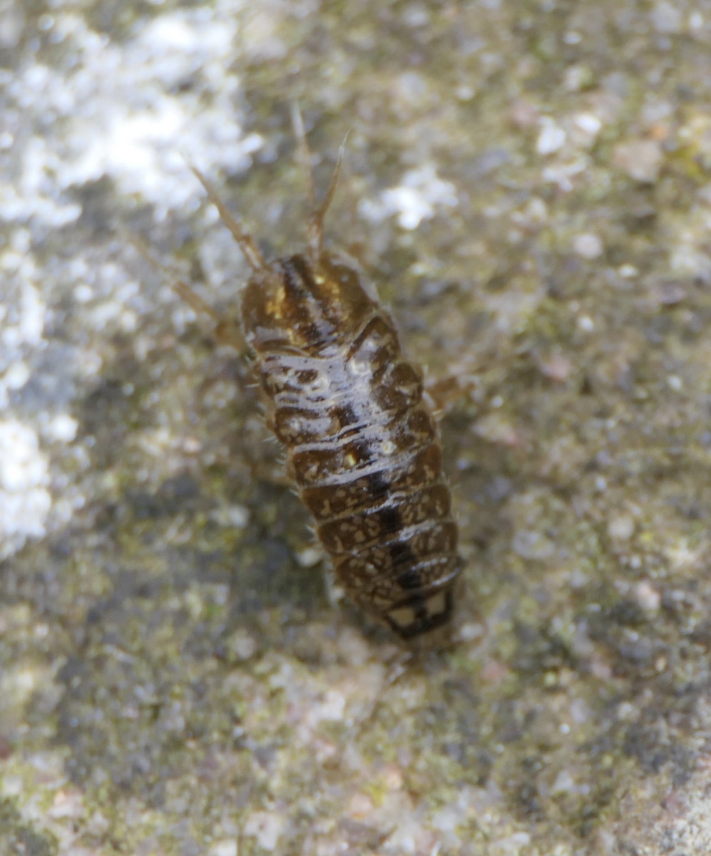 Two-spotted Water Hog-louse