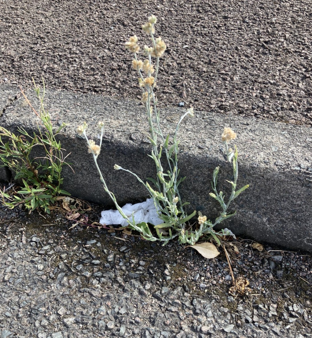 Jersey Cudweed | NatureSpot