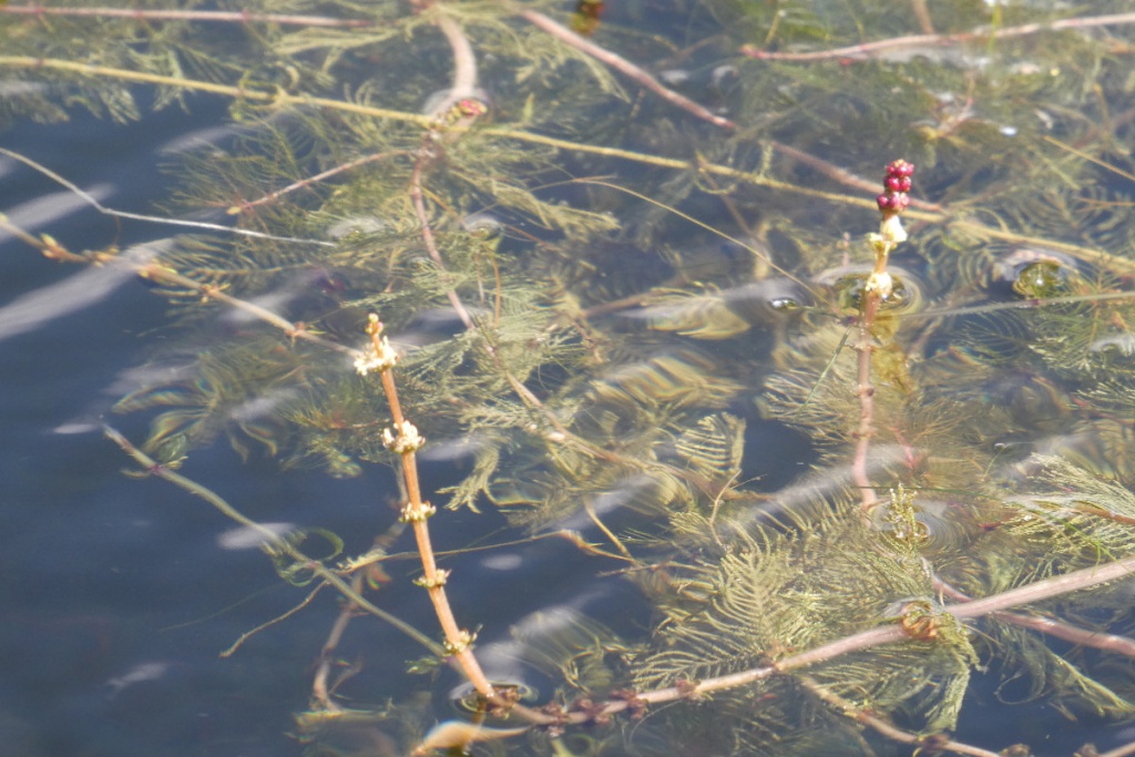 Spiked Water-milfoil | NatureSpot