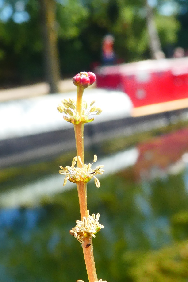 Spiked Water-milfoil | NatureSpot