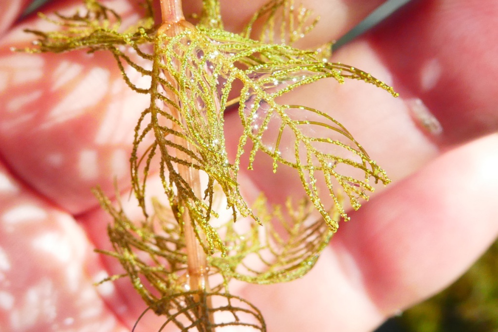 Spiked Water-milfoil | NatureSpot