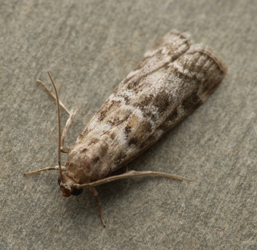 Dioryctria sylvestrella | NatureSpot