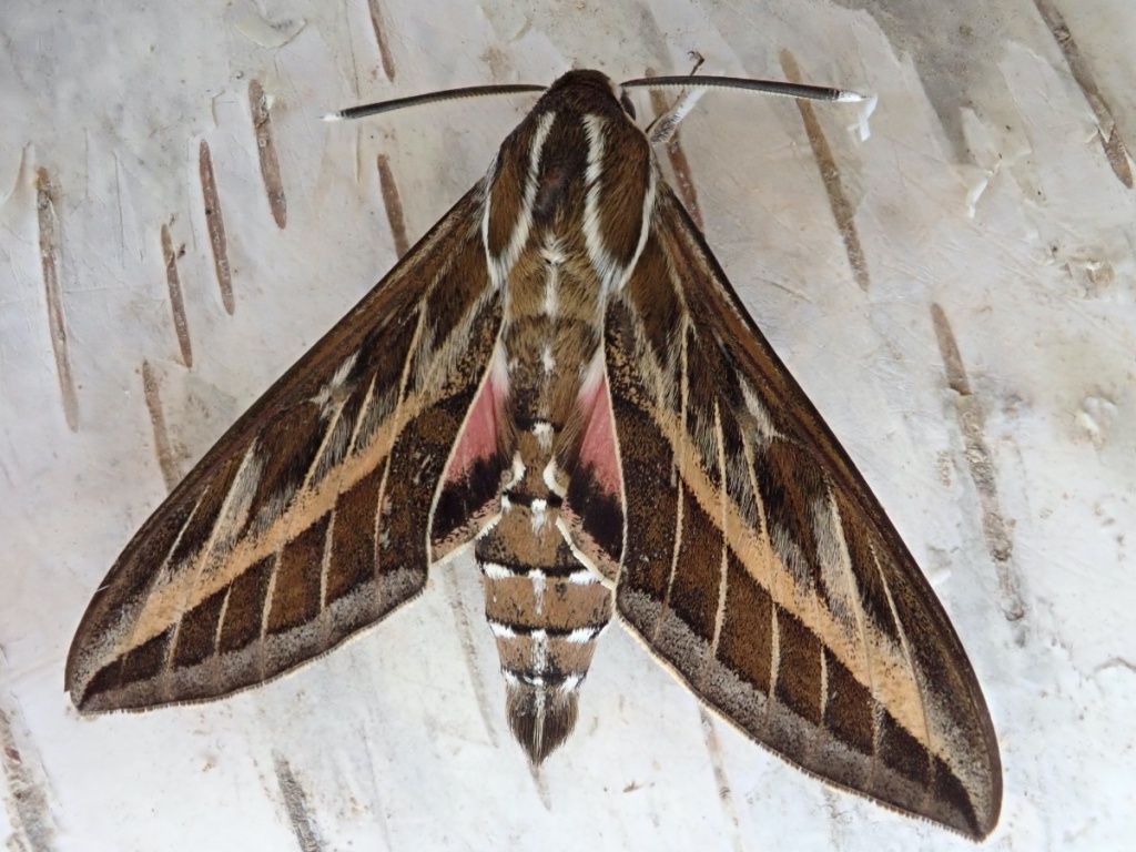 Striped hawk-moth: Hyles livornica - A birthday sphinx (Sphingidae) 