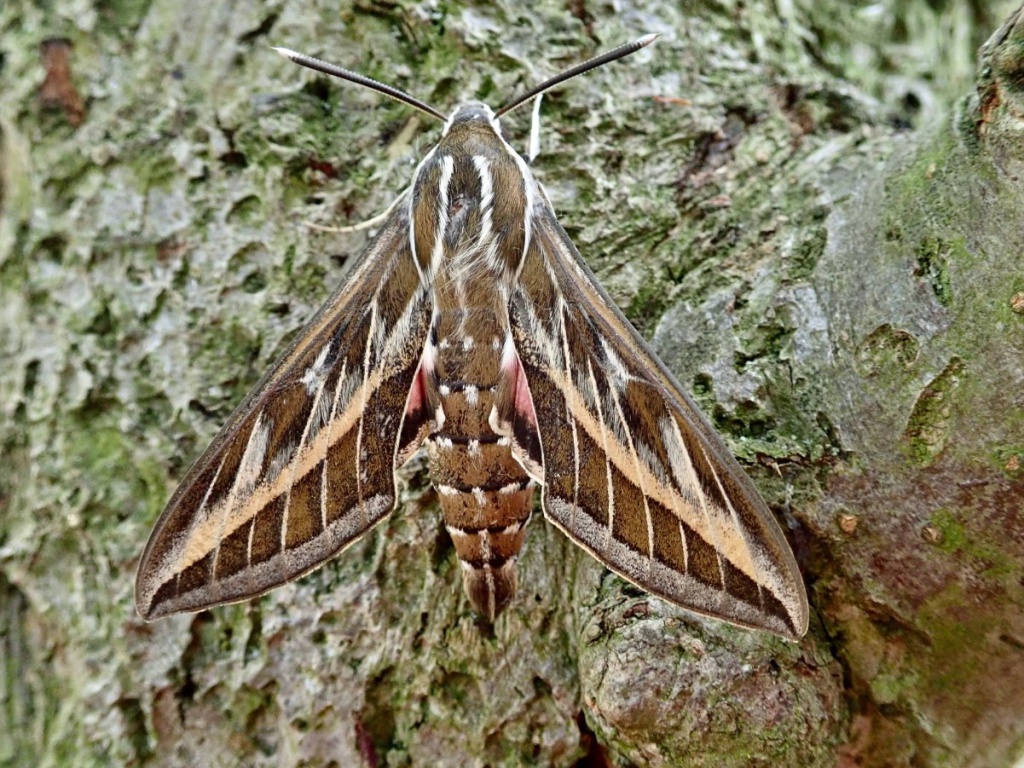 Striped Hawkmoth migration