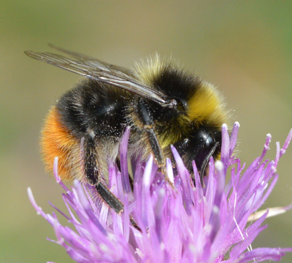 Red-tailed Bumblebee | NatureSpot