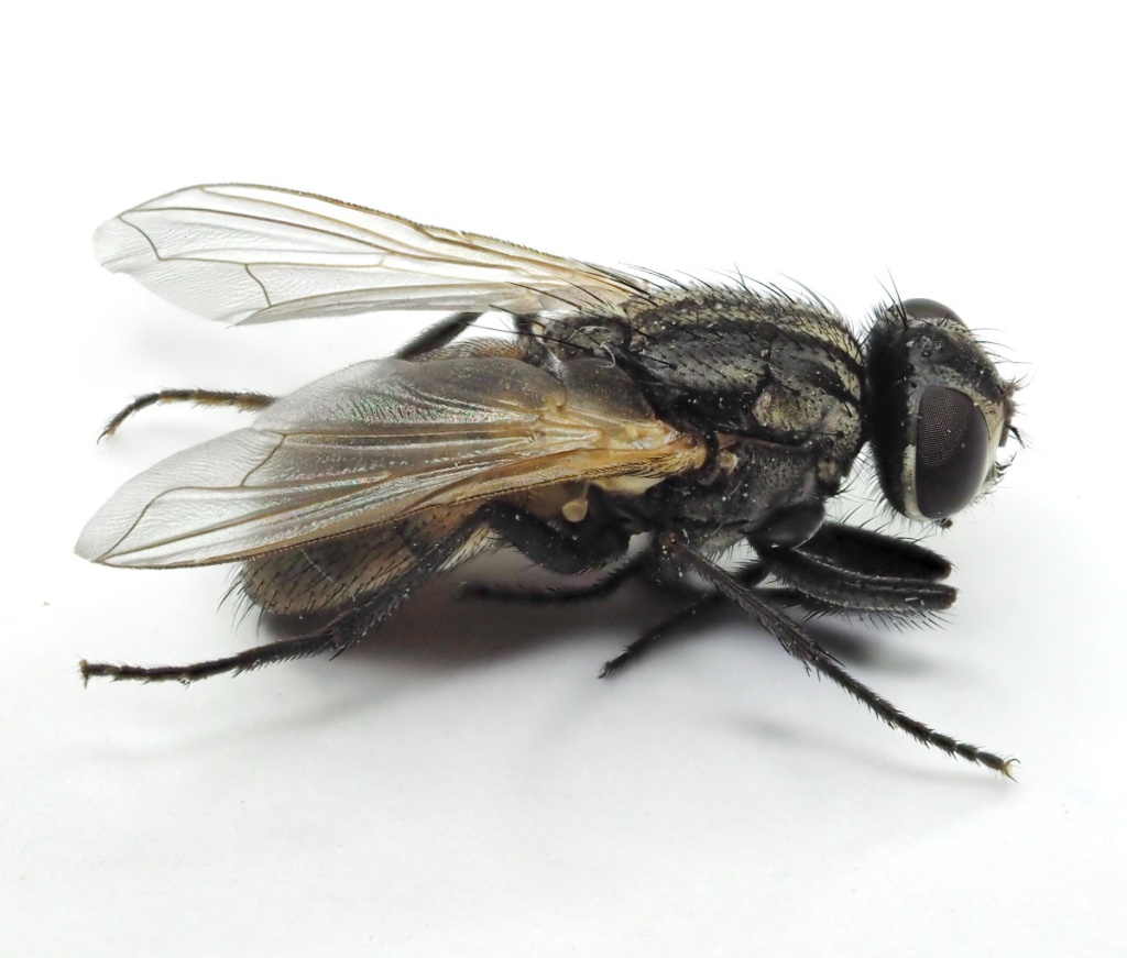 Musca Domestica