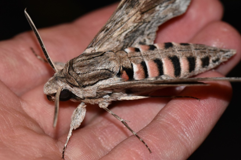 The Convolvulus Hawk-moth (Agrius - Butterfly Conservation