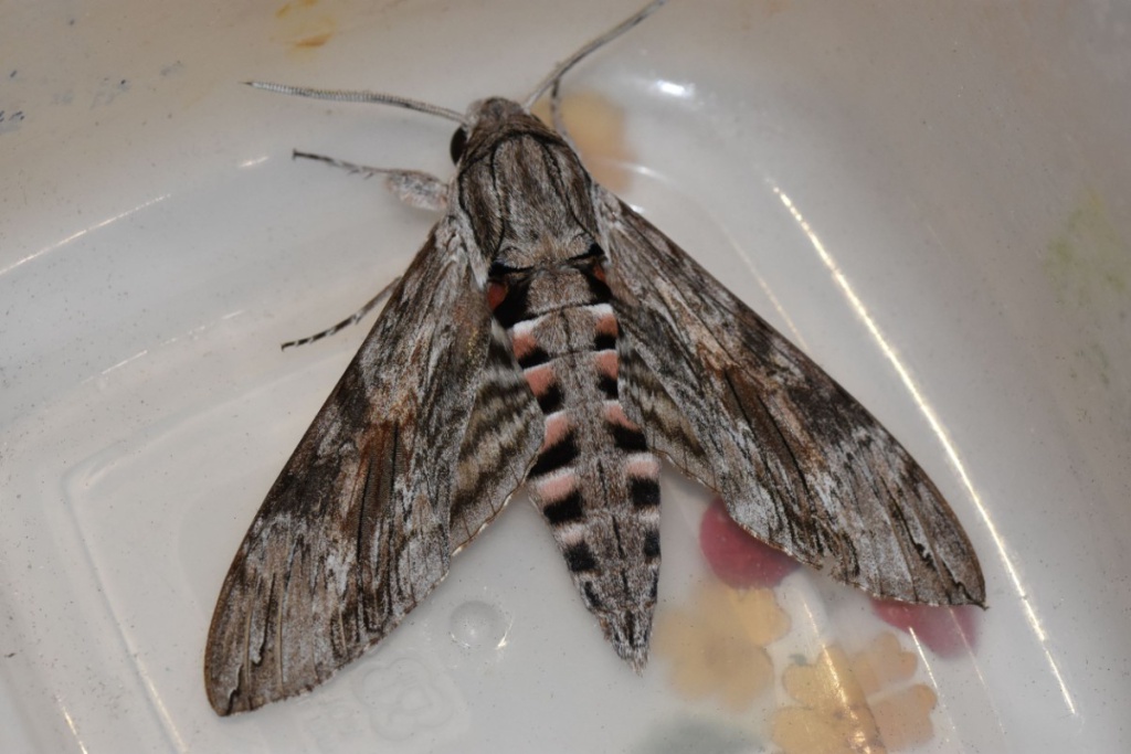 The Convolvulus Hawk-moth (Agrius - Butterfly Conservation