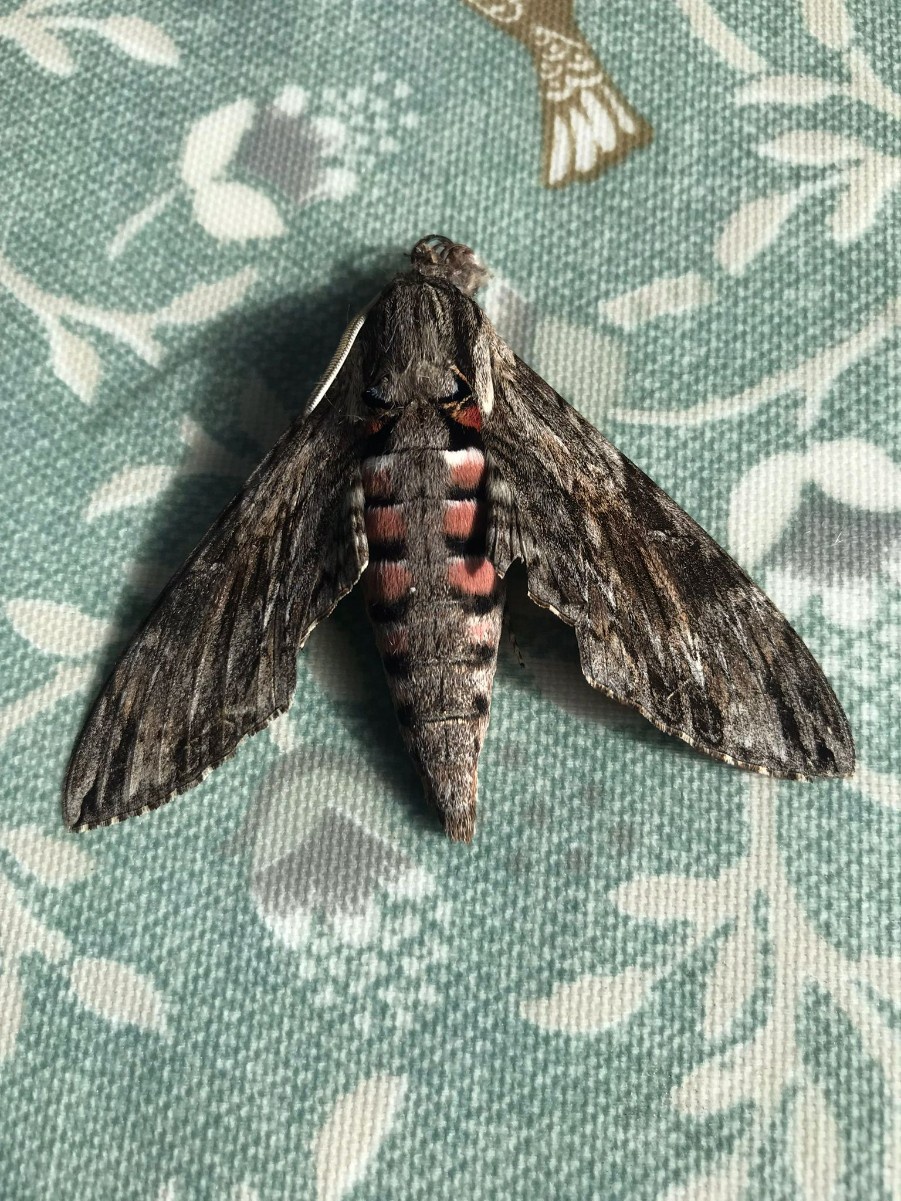 The Convolvulus Hawk-moth (Agrius - Butterfly Conservation