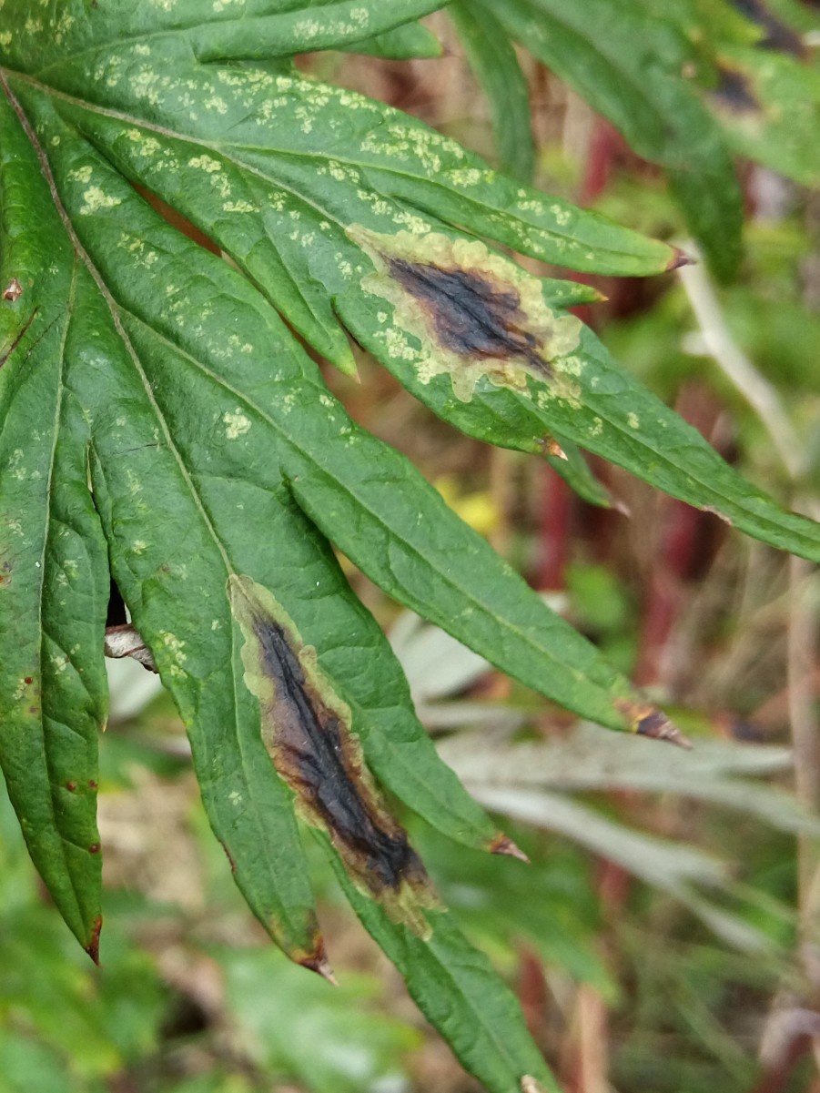 Small Golden Fly - Trypeta flaveola 