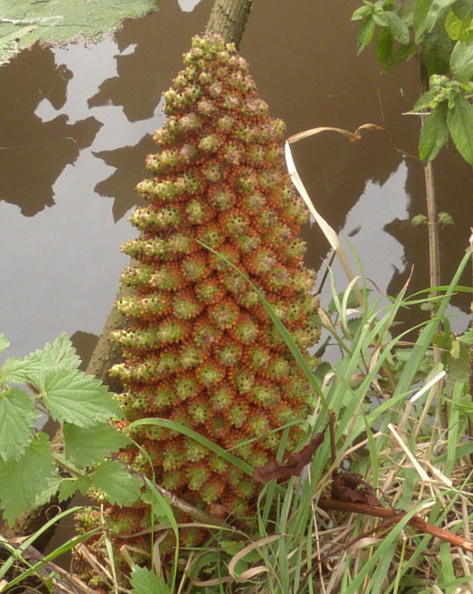 19+ What Plant Looks Like Rhubarb