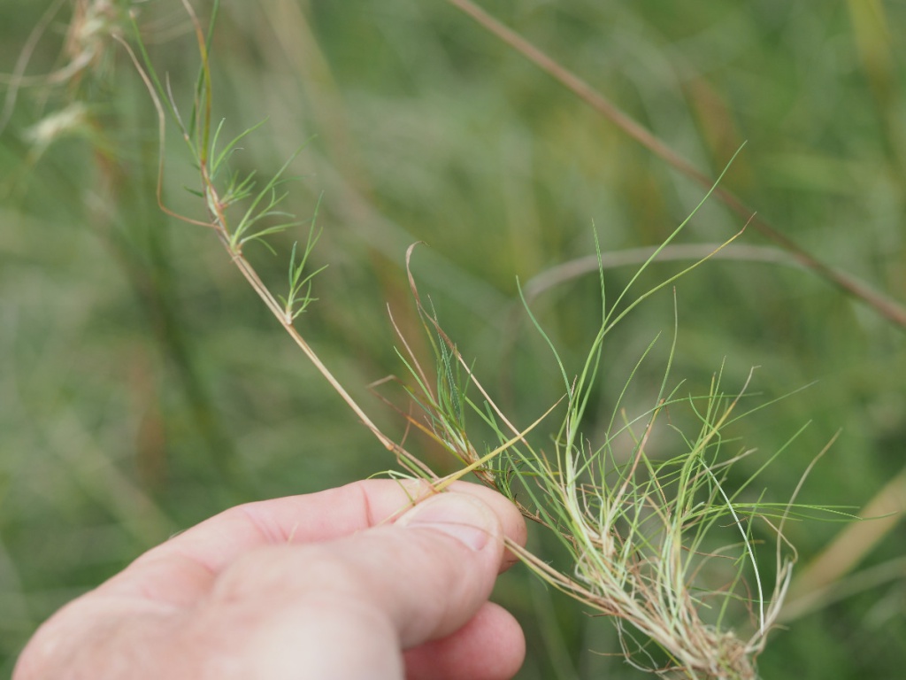 Velvet Bent | NatureSpot