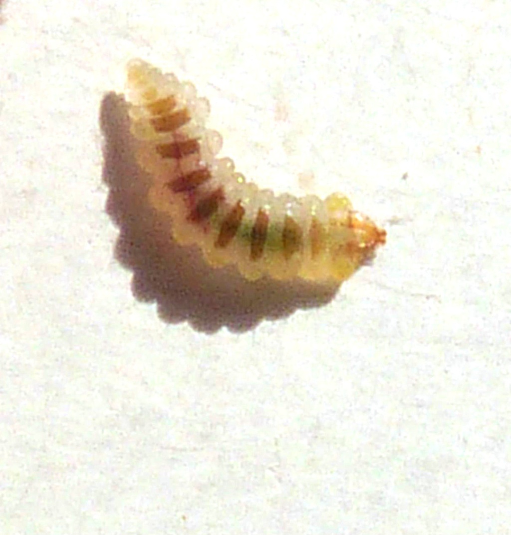 Horse-chestnut Leaf-miner | NatureSpot