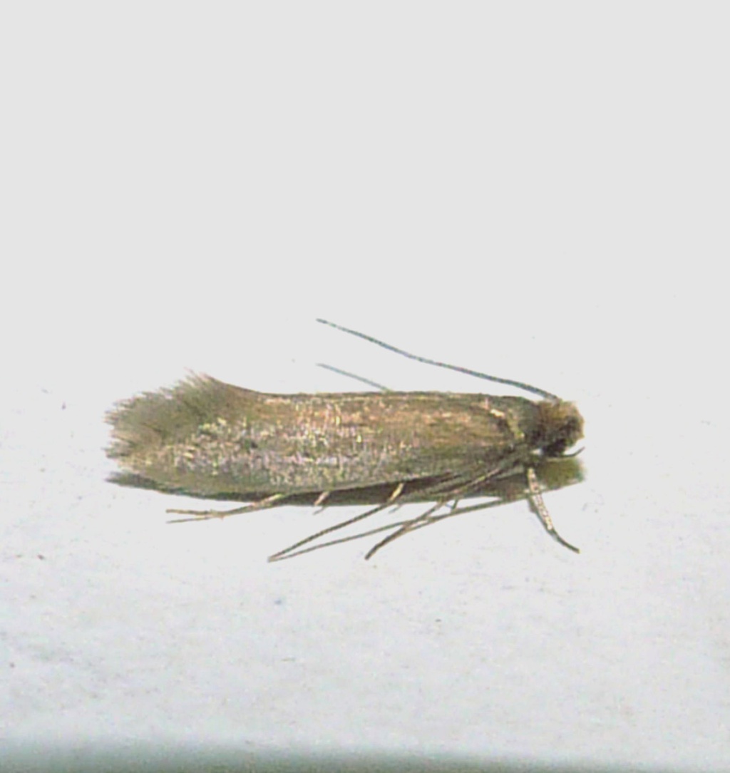 Case-bearing Clothes Moth