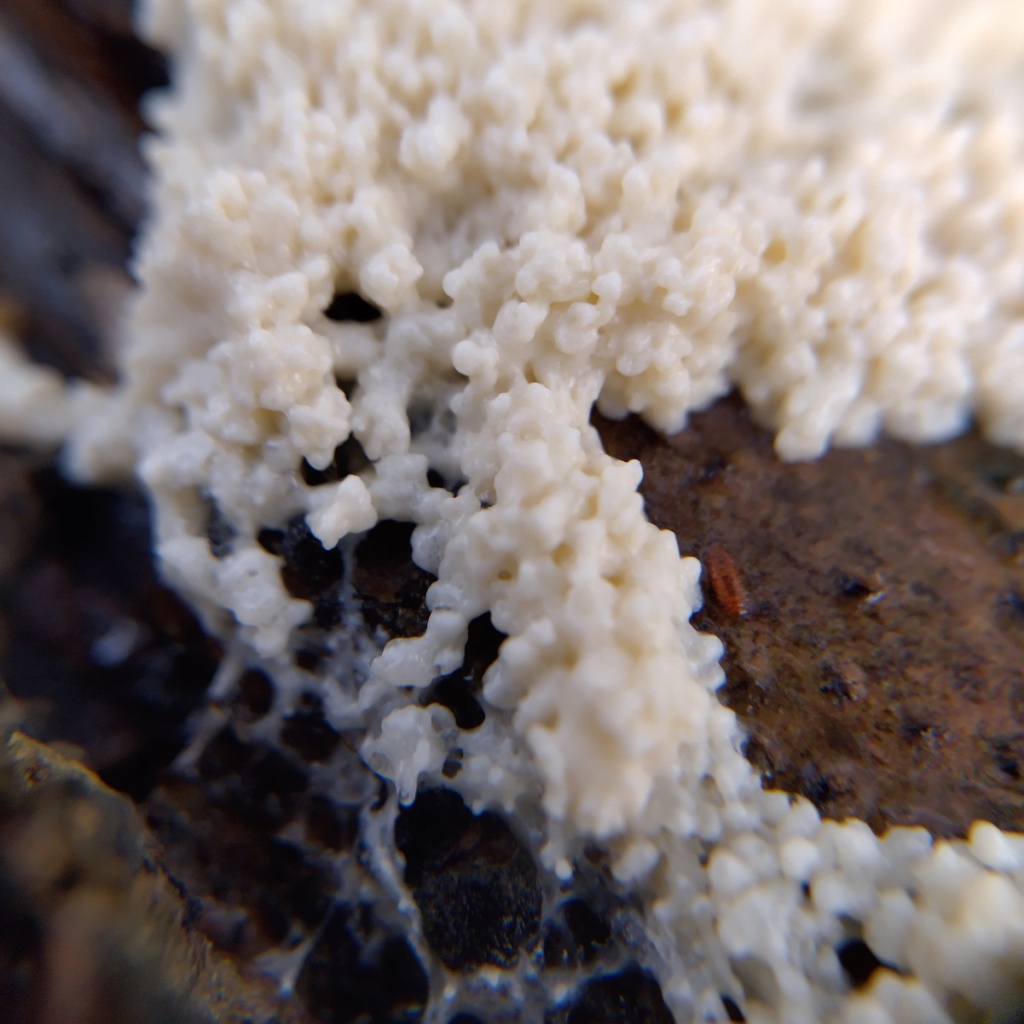 Dog Sick Slime Mould (Mucilago crustacea) - The Lawn Man