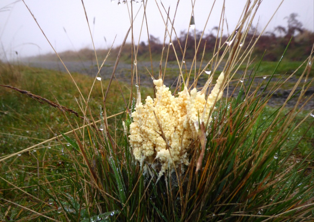 Dog Sick Slime Mould (Mucilago crustacea) - The Lawn Man