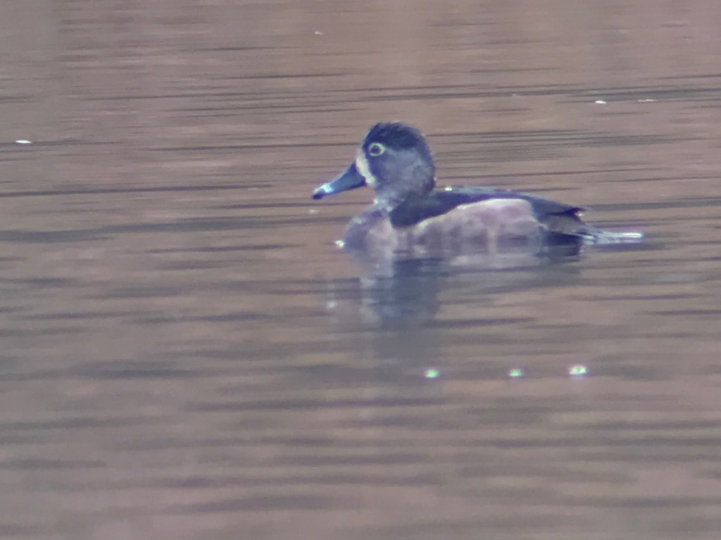 Ring-necked Duck