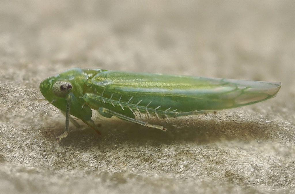 Empoasca vitis NatureSpot