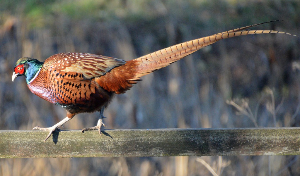 Pheasant Bird Facts  Phasianus Colchicus - A-Z Animals