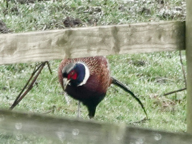 Pheasant Bird Facts  Phasianus Colchicus - A-Z Animals