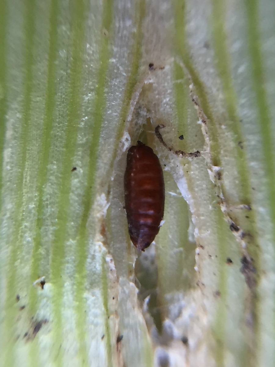 Allium Leaf Miner | NatureSpot