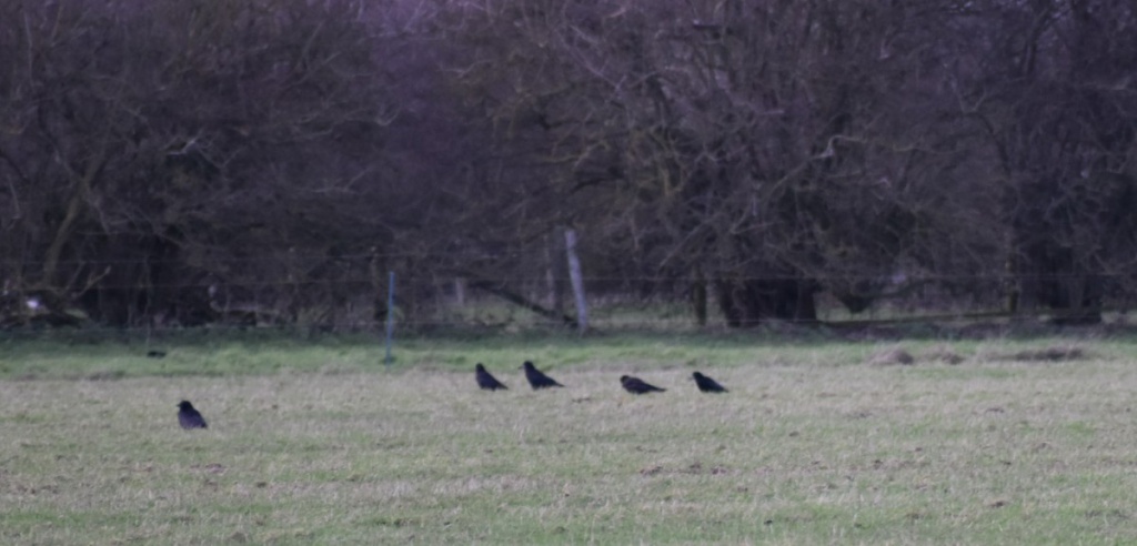 Rook (Corvus frugilegus) - British Birds - Woodland Trust