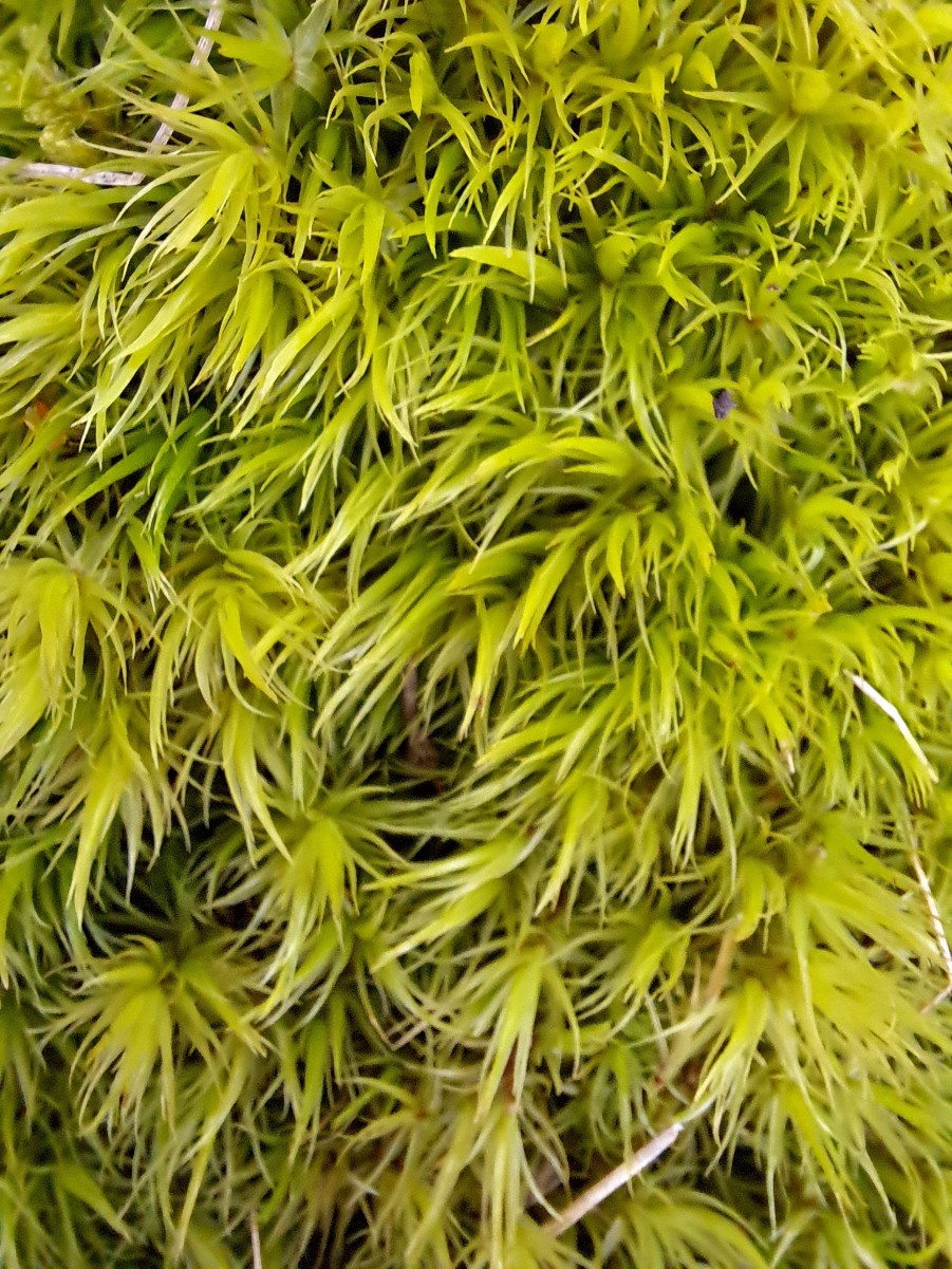 Buy Broomfork Moss For Sale Online