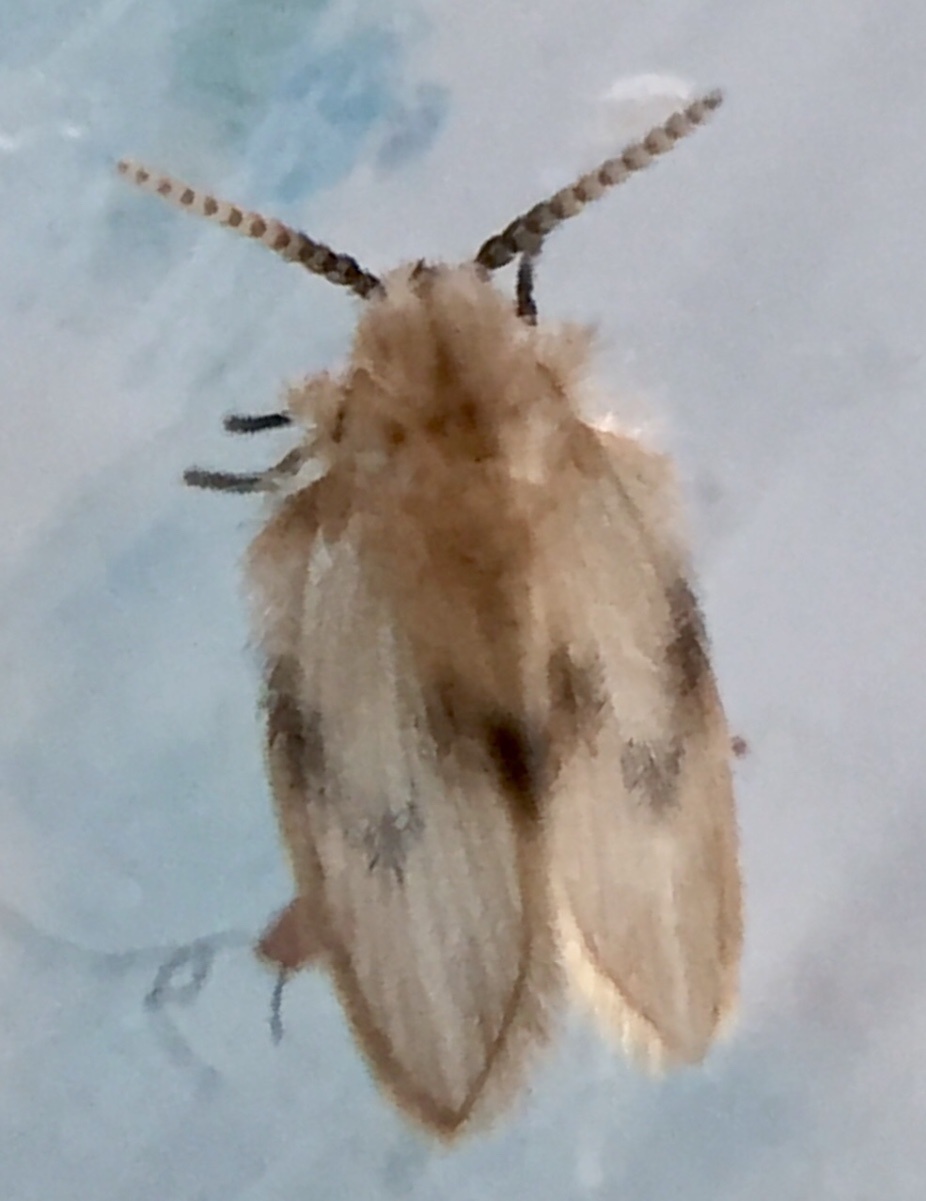 drain fly - Psychoda spp.