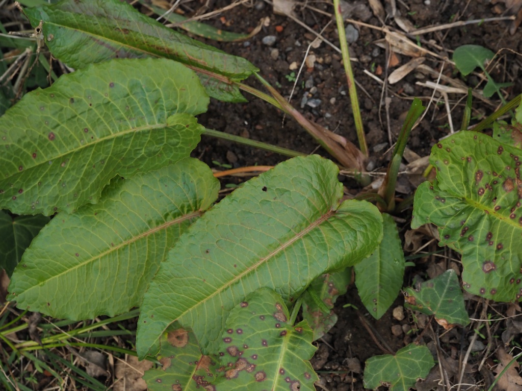Image of Broad-leaved dock close-up