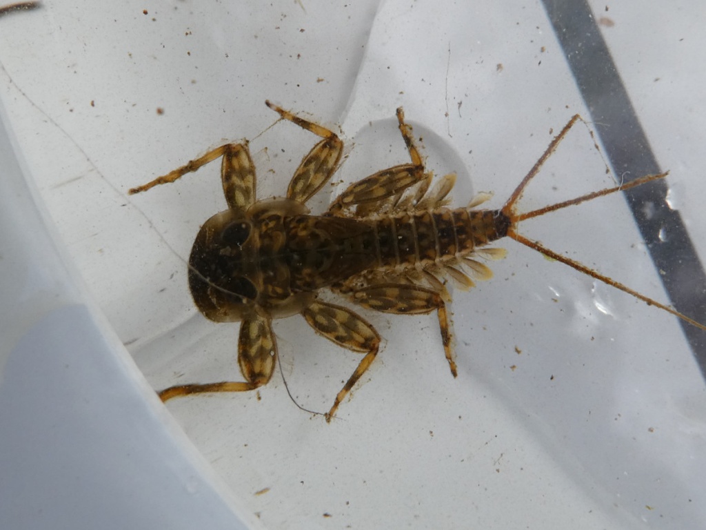 Crannogue Brown Mayfly Nymph - Mid Antrim Angling Centre