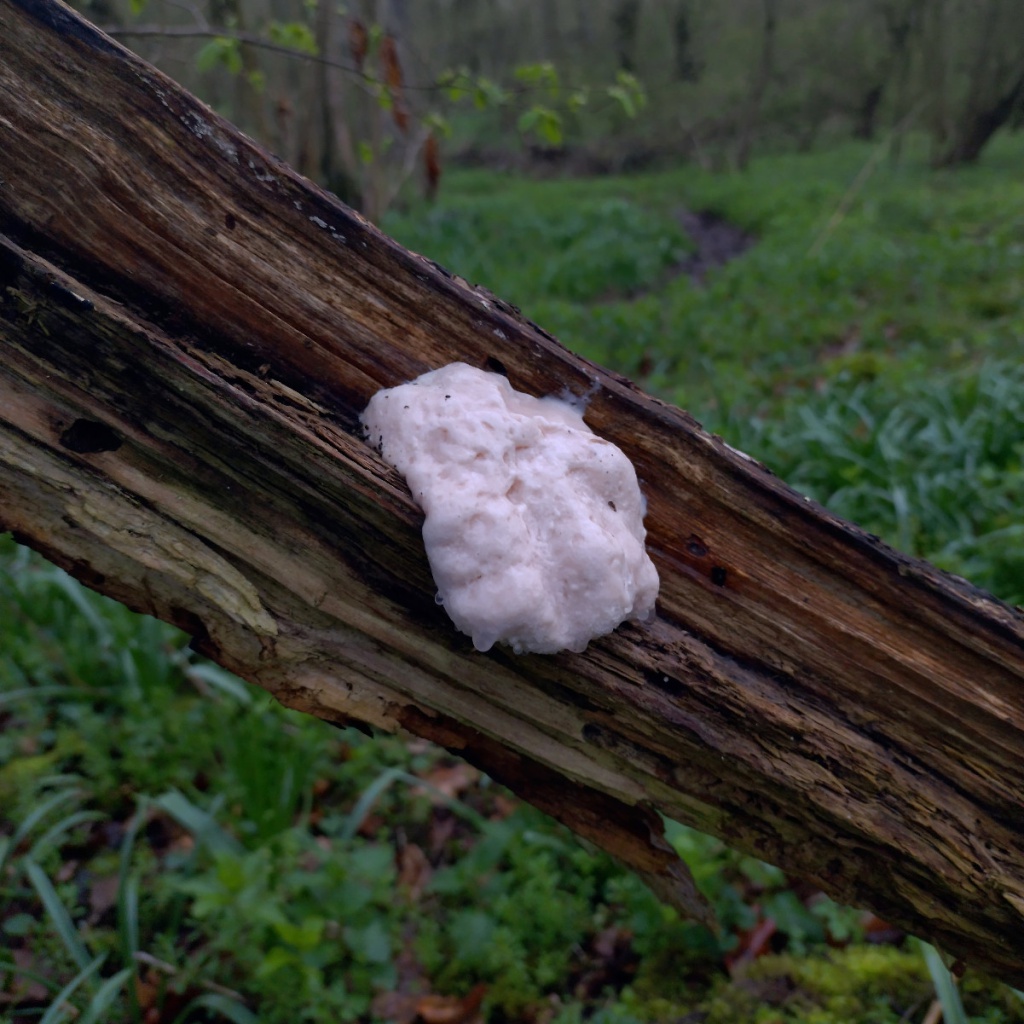 White slime mould (poss Enteridium lycoperdon), Growing on …