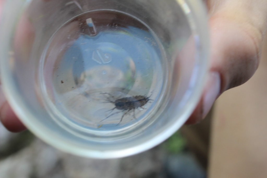 Two-spotted Water Hog-louse