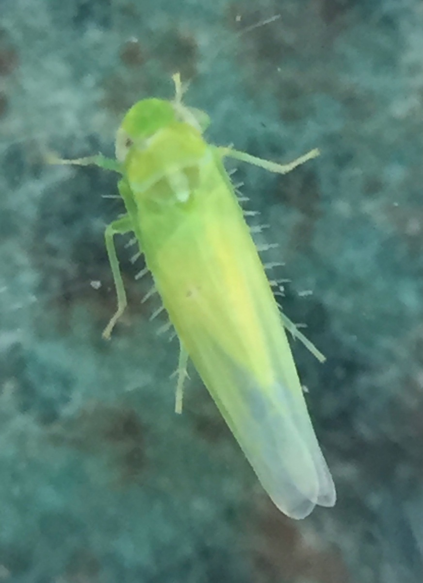 Empoasca decipiens | NatureSpot