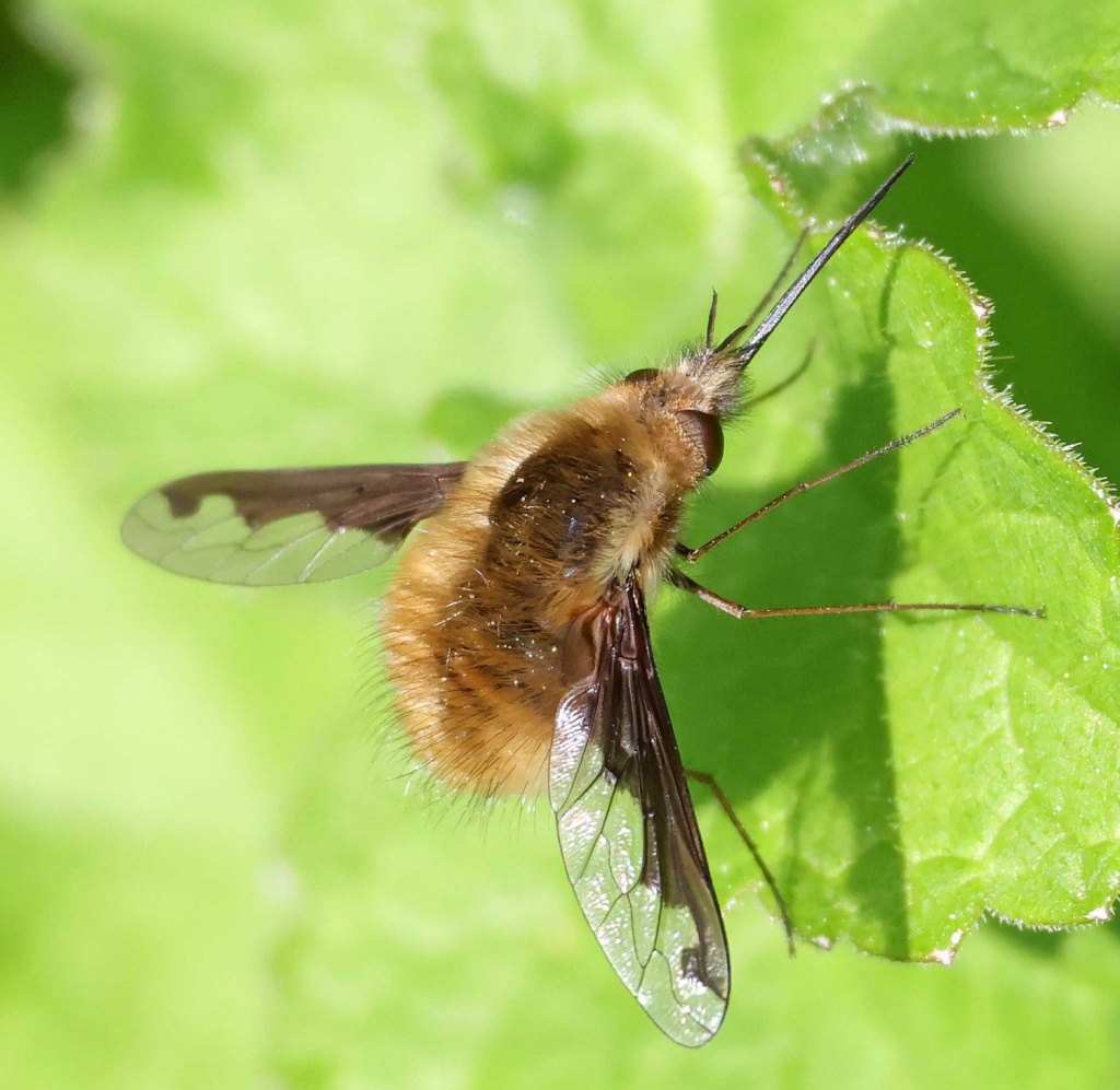 Dark-edged Bee-fly (Bombylius major) - photo by Brian Walker via iRecord