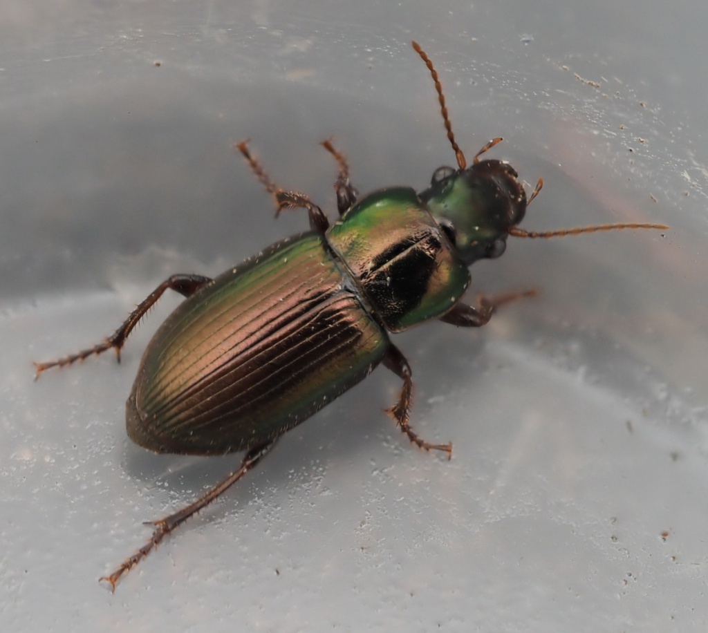 Harpalus affinis | NatureSpot