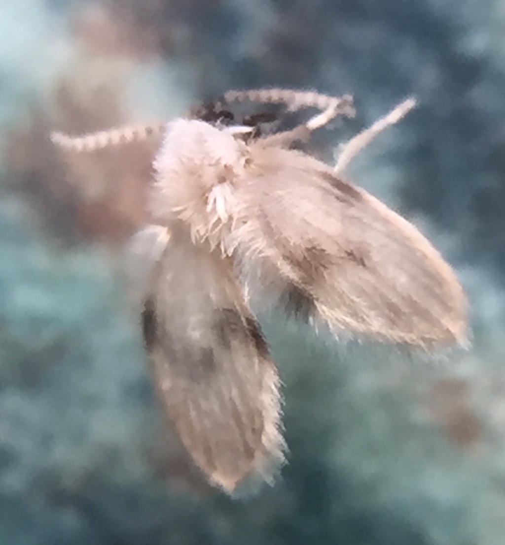 drain fly - Psychoda spp.