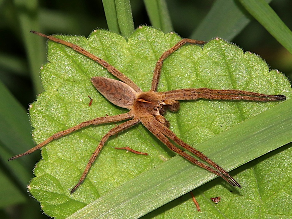 Nursery web spider  The Wildlife Trusts