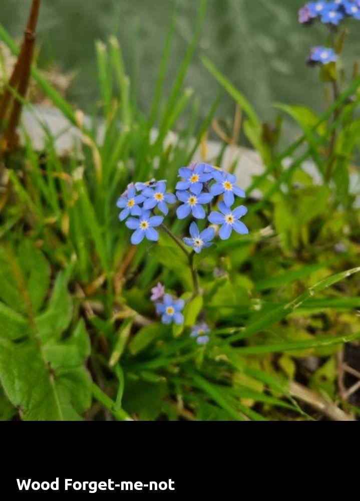 Myosotis sylvatica (Wood Forget-Me-Not)