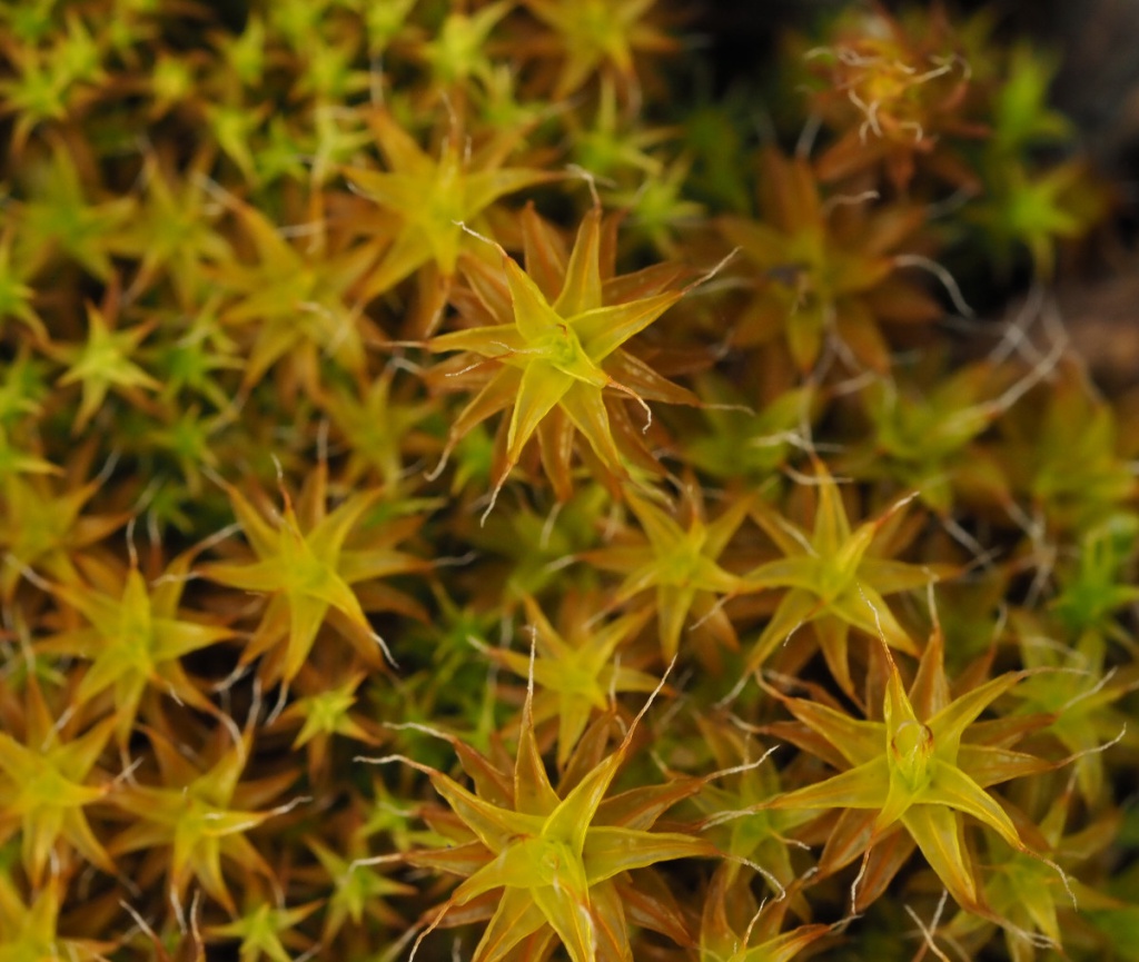 Sand-hill Screw-moss | NatureSpot