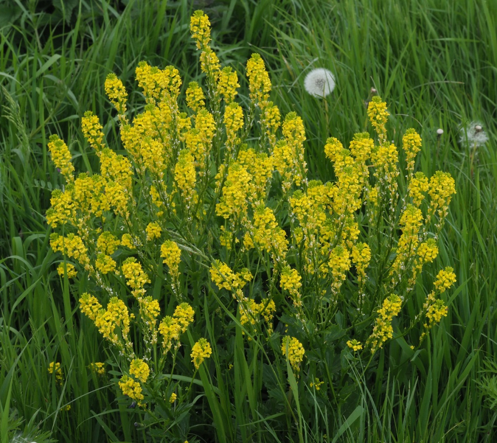 Winter-cress | NatureSpot