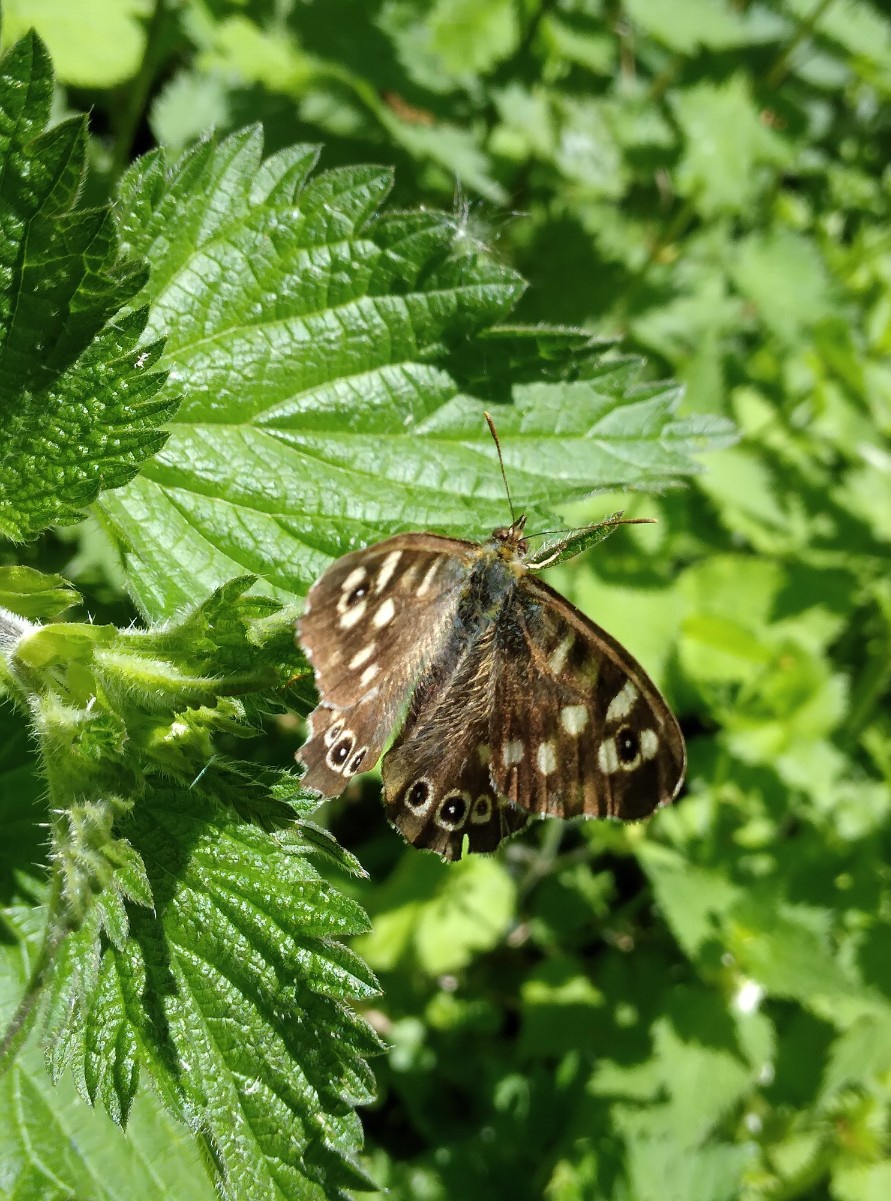 Plagiomnium sp. Butterfly - Rarità