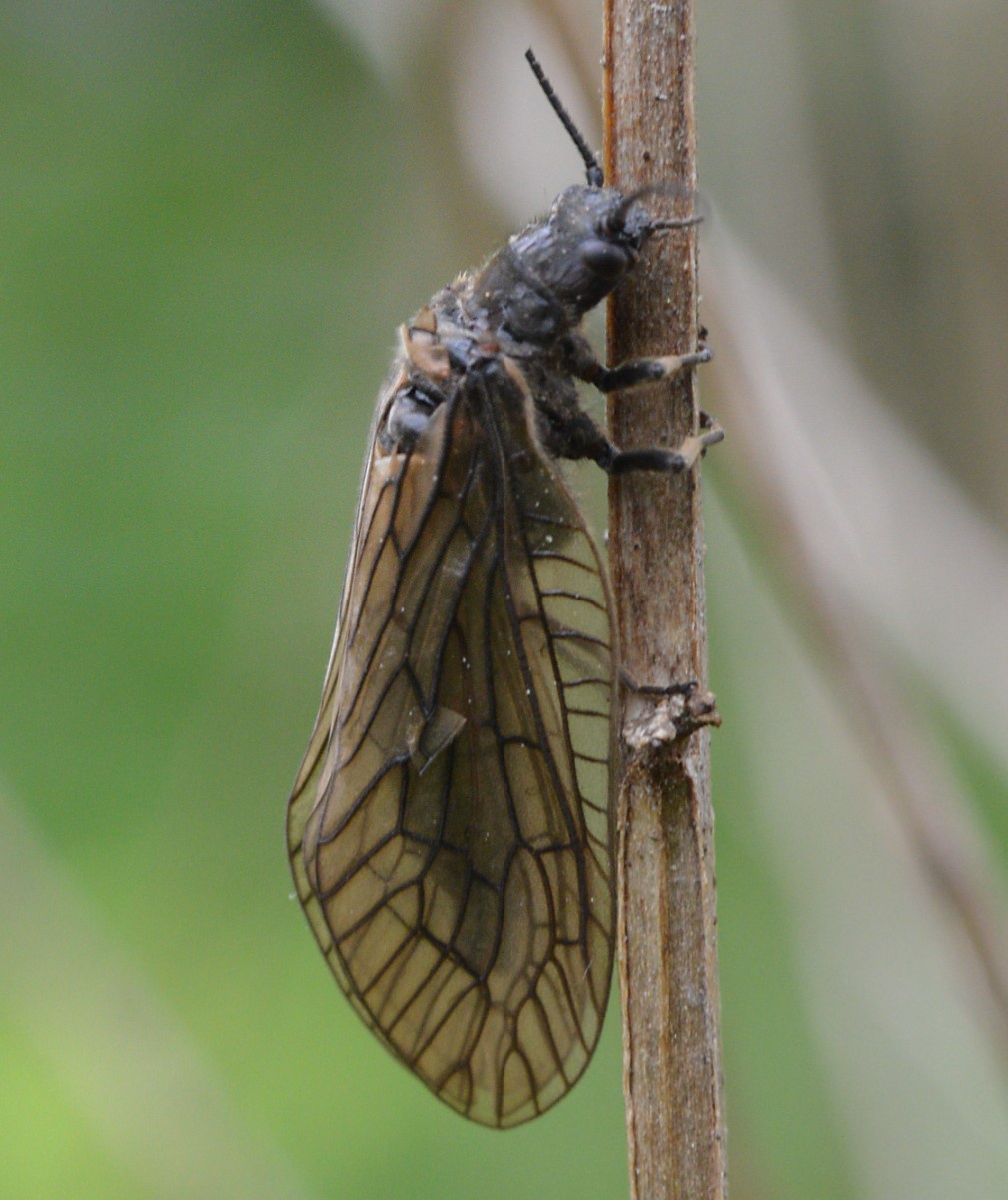 Alder Fly | NatureSpot