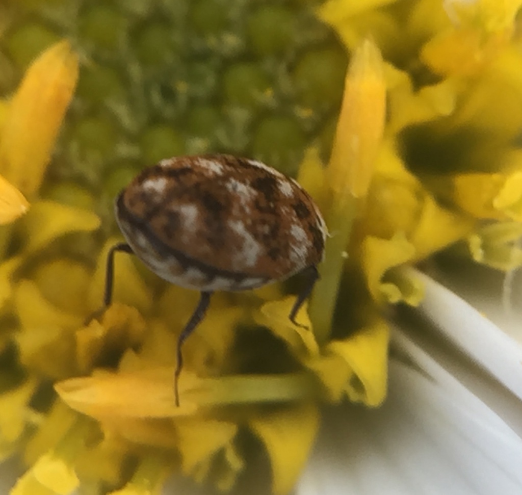 Carpet beetle - Wikipedia