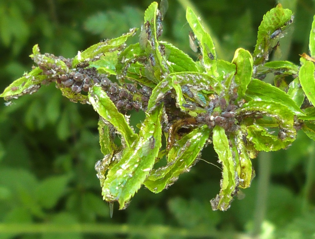 Water Lily Aphid | NatureSpot